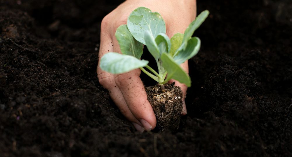 Root development