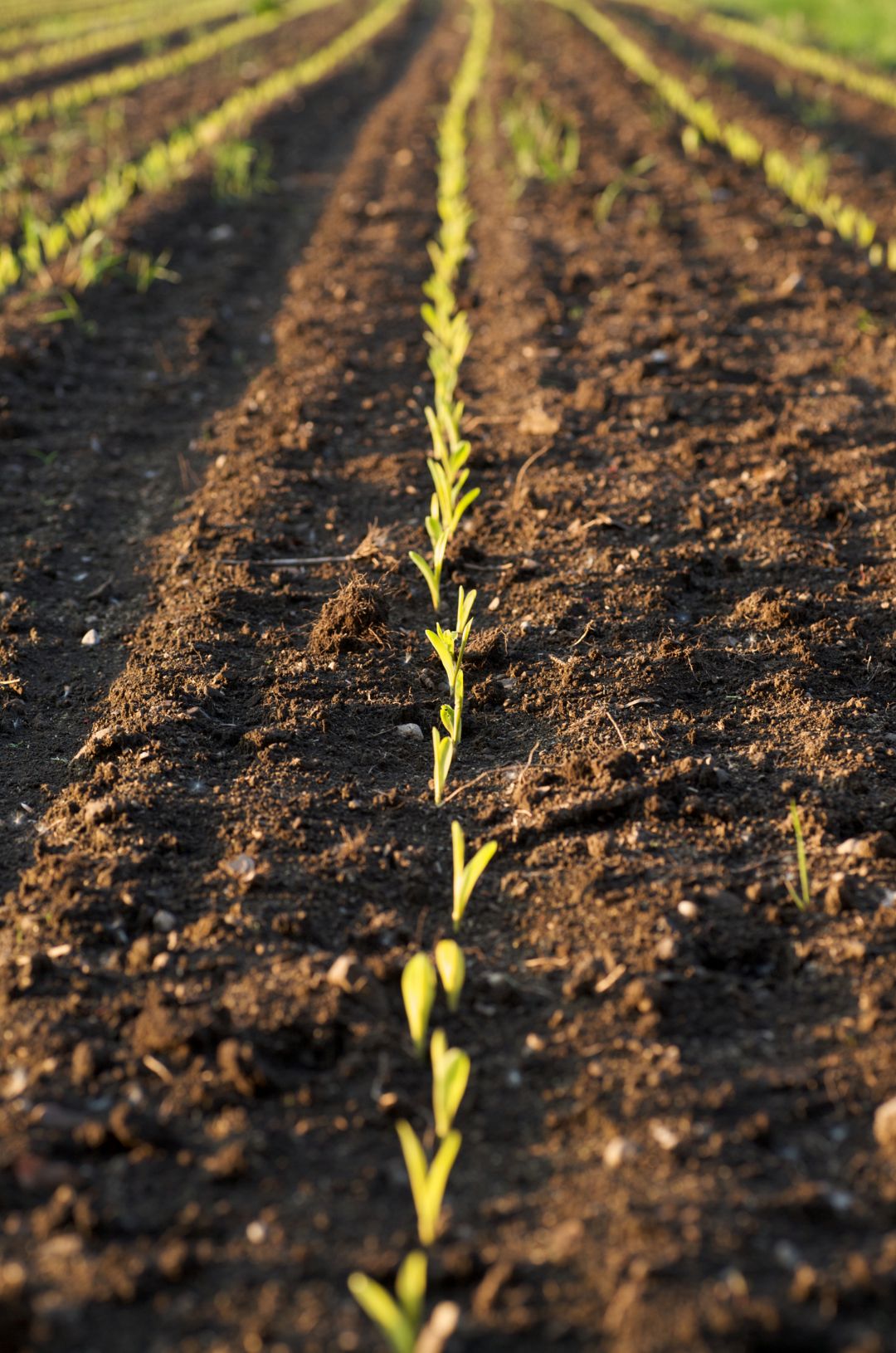 Root development