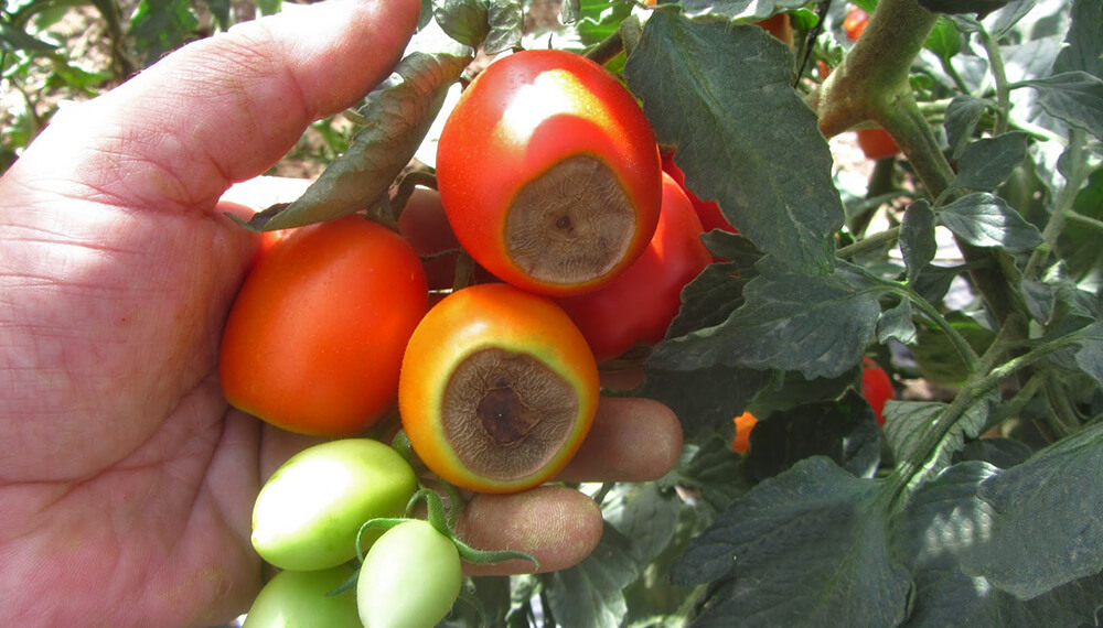 Root development
