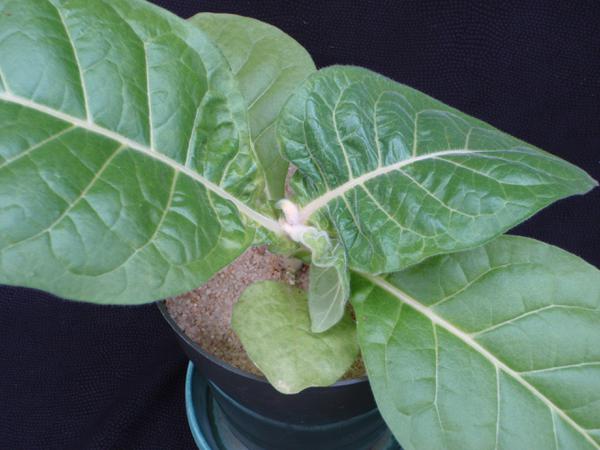 Root development