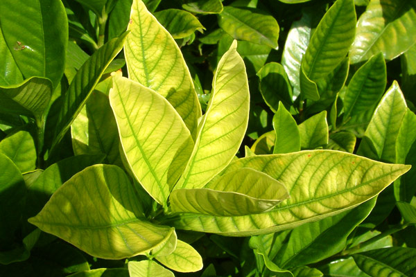 Flowering and fruit set