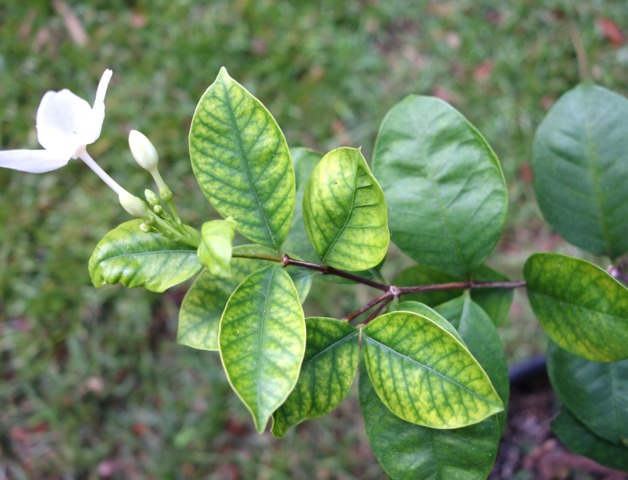 Root development