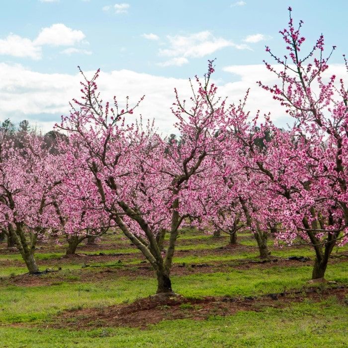 Flowering and fruit set