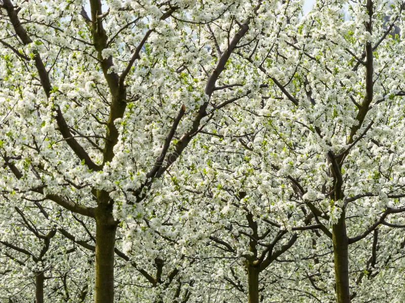 Flowering and fruit set