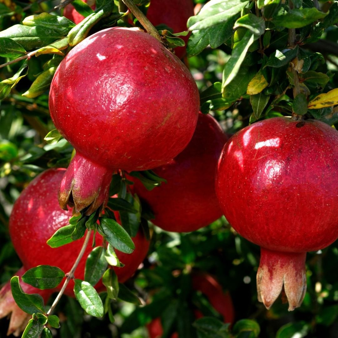 Flowering and fruit set