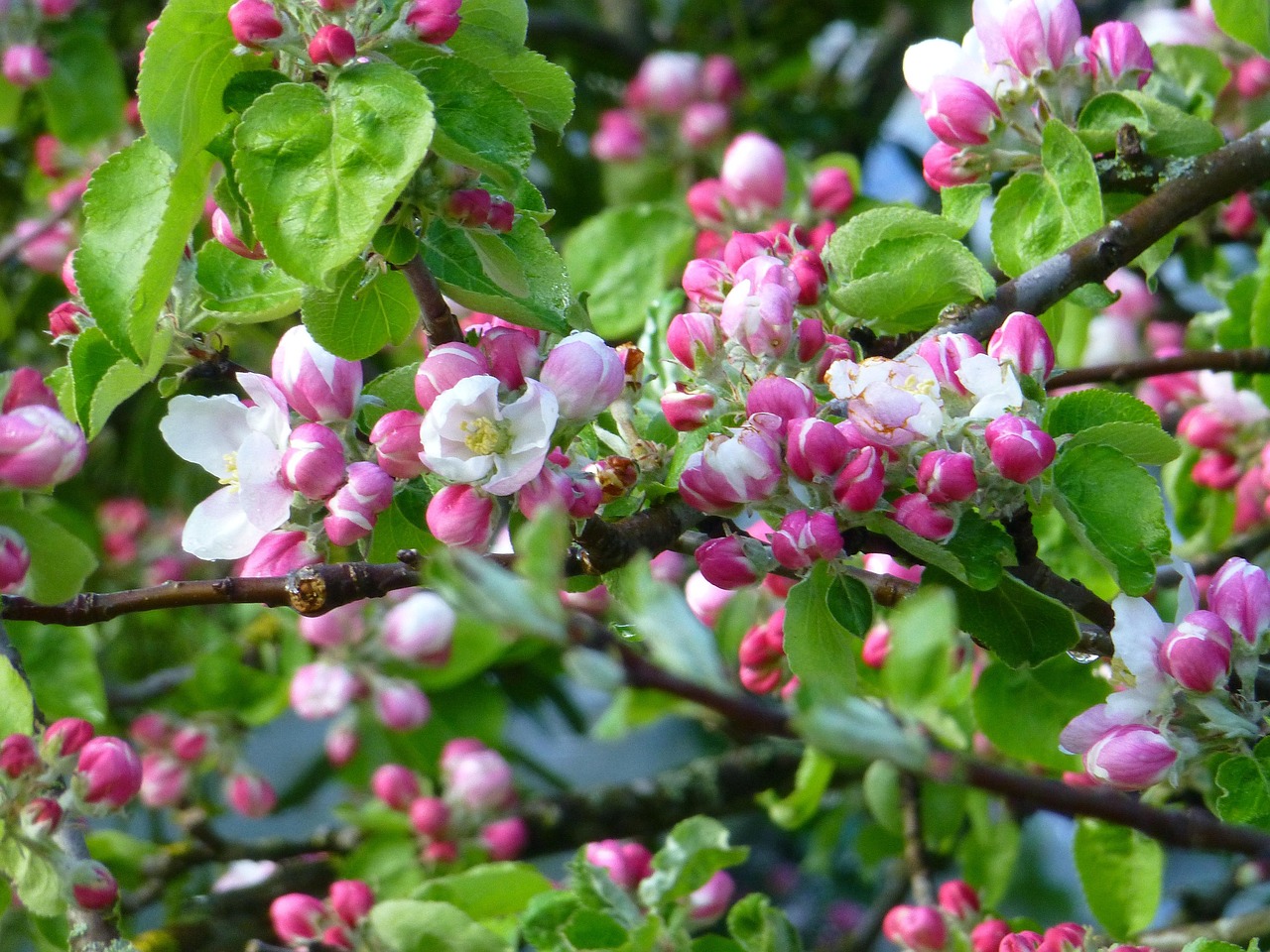 Flowering and fruit set