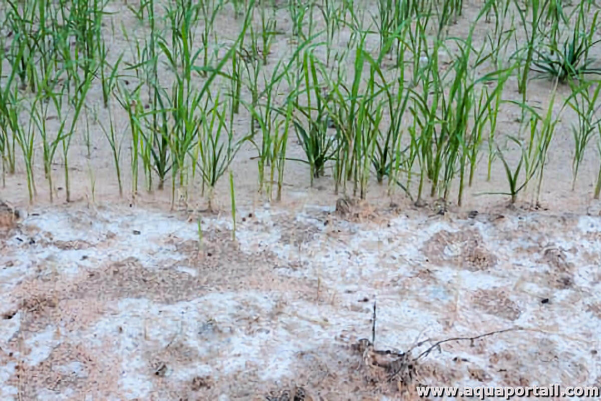 Root development