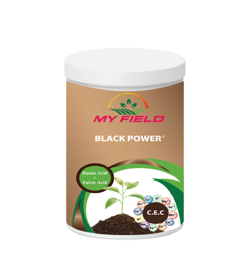 BLACK POWER
