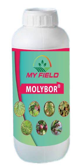 MOLYBOR